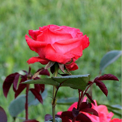 Rosa  Rosalynn Carter™ - czerwony  - Róże pienne - z kwiatami hybrydowo herbacianymi - korona krzaczasta